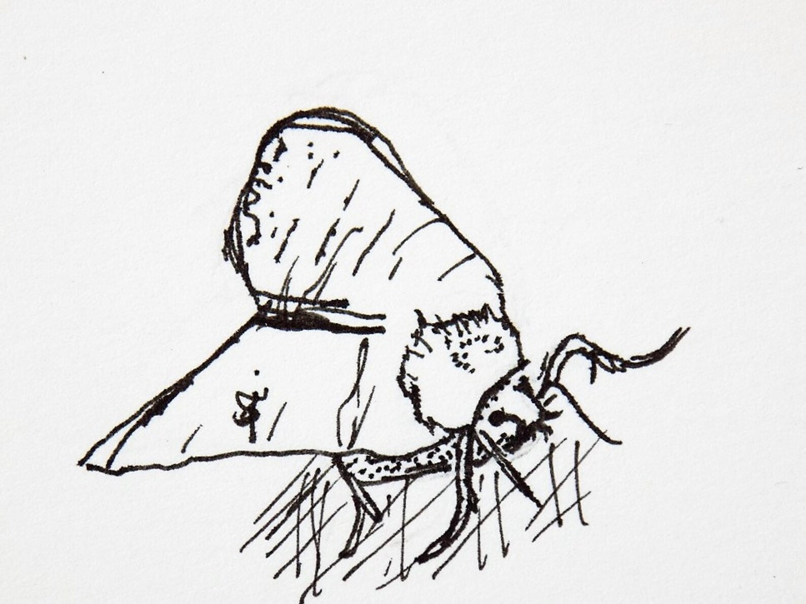 Pen and Ink Original, Moth Sketch, ACEO, OOAK, Insect Art, Original Art