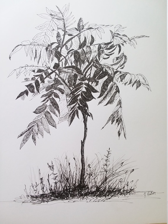Original Drawing Sumac Tree Pen and Ink Drawing 8x11 OOAK Etsy