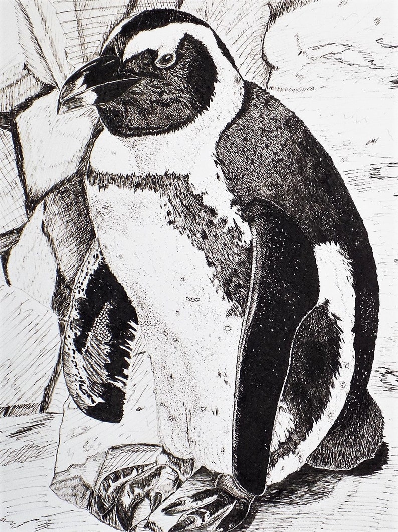 Penguin Art Print Pen and Ink Drawings Fine Art Giclee Etsy