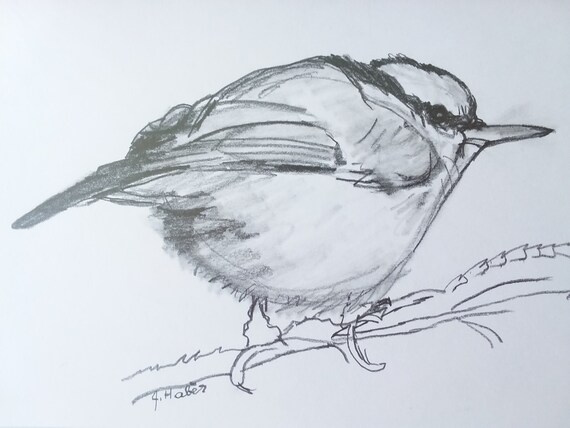 Bird Wall Decor, Pencil Drawing of a Red Breasted Nuthatch, Pencil