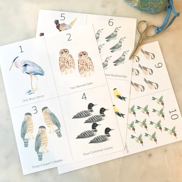 Counting Cards / Number Flashcards Birds