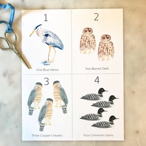 May include: A watercolor print featuring four panels with bird illustrations. The panels display a blue heron, two barred owls, three Cooper's hawks, and four common loons. Each panel includes the number of birds and their names.