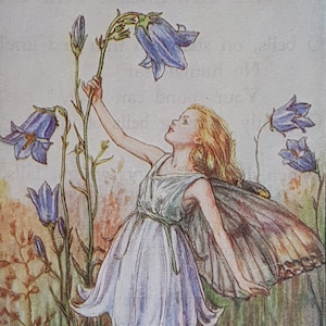 Harebell Flower Fairy Vintage Print  Cicely Mary Barker Flower Fairies Original Print 1930s Mounted ready to Frame