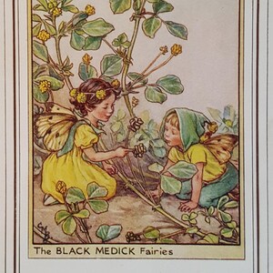 Black Medick Flower Fairy UNMOUNTED Flower Fairies 1930&#39;s CICELY M BARKER Nostalgic Vintage Original Print Ready to Frame.