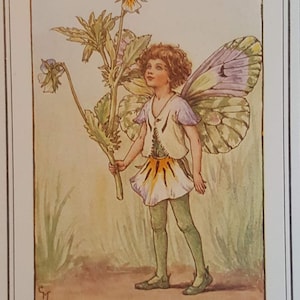 Lords and Ladies Flower Fairy UNMOUNTED Flower Fairies 1930&#39;s CICELY M BARKER Nostalgic Vintage Original Print .