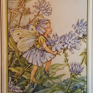 Chicory Flower Fairy UNMOUNTED Flower Fairies 1930&#39;s CICELY M BARKER Nostalgic Vintage Original Print Ready to Frame.