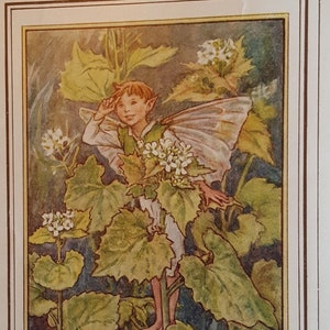 Jack By The Hedge Flower Fairy UNMOUNTED Flower Fairies 1930&#39;s CICELY M BARKER Stampa originale vintage nostalgica.