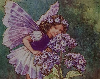 Flower Fairy Heliotrope Vintage Print Cicely Mary Barker Flower