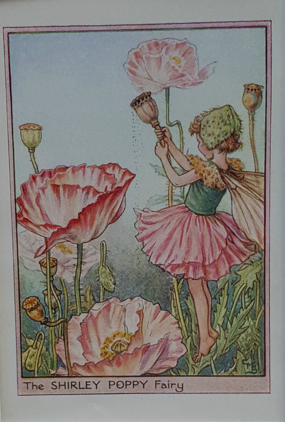 Flower Fairy Mounted Vintage Print Shirley Poppy Fairy Cicely Mary Barker  Flower Fairies Original Print 1930s Mounted - Etsy Canada
