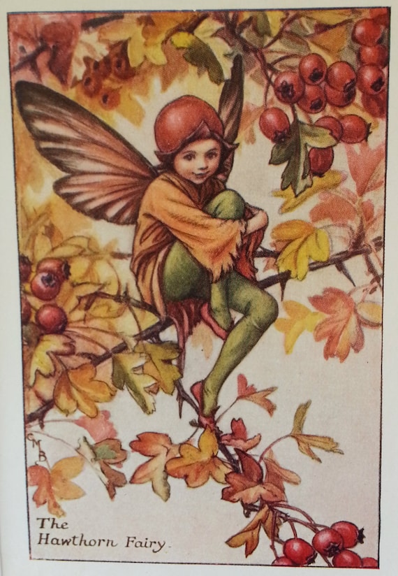 Flower Fairy Hawthorn Mounted Original Vintage Print 1930s CICELY