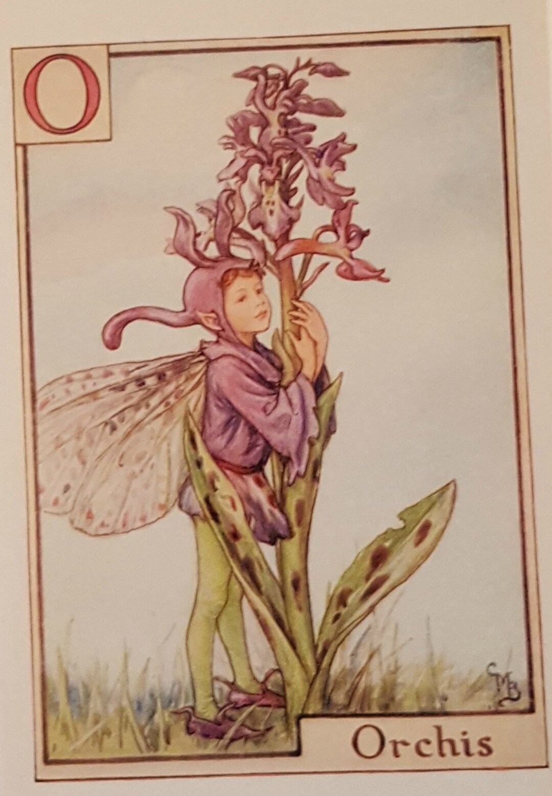 Flower Fairies Mounted O for Orchid Alphabet Flower Fairy CICELY