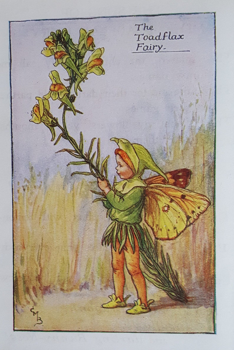 Toadflax Flower Fairy Vintage Print  Cicely Mary Barker Flower image 1