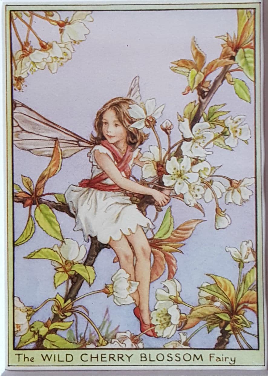 Wild Cherry Blossom Tree Flower Fairy Vintage Print CICELY MARY