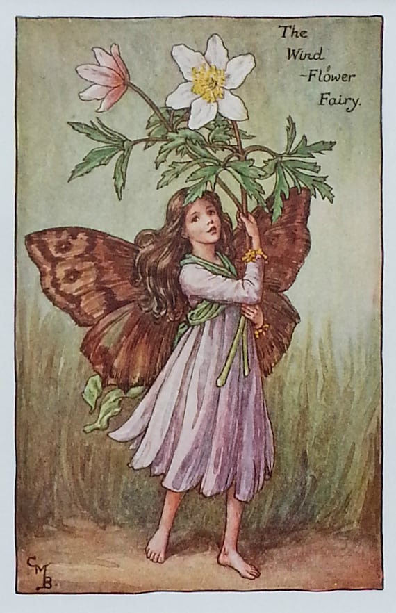 Flower Fairy Vintage Print 1930s Wind Flower (wood Anemone