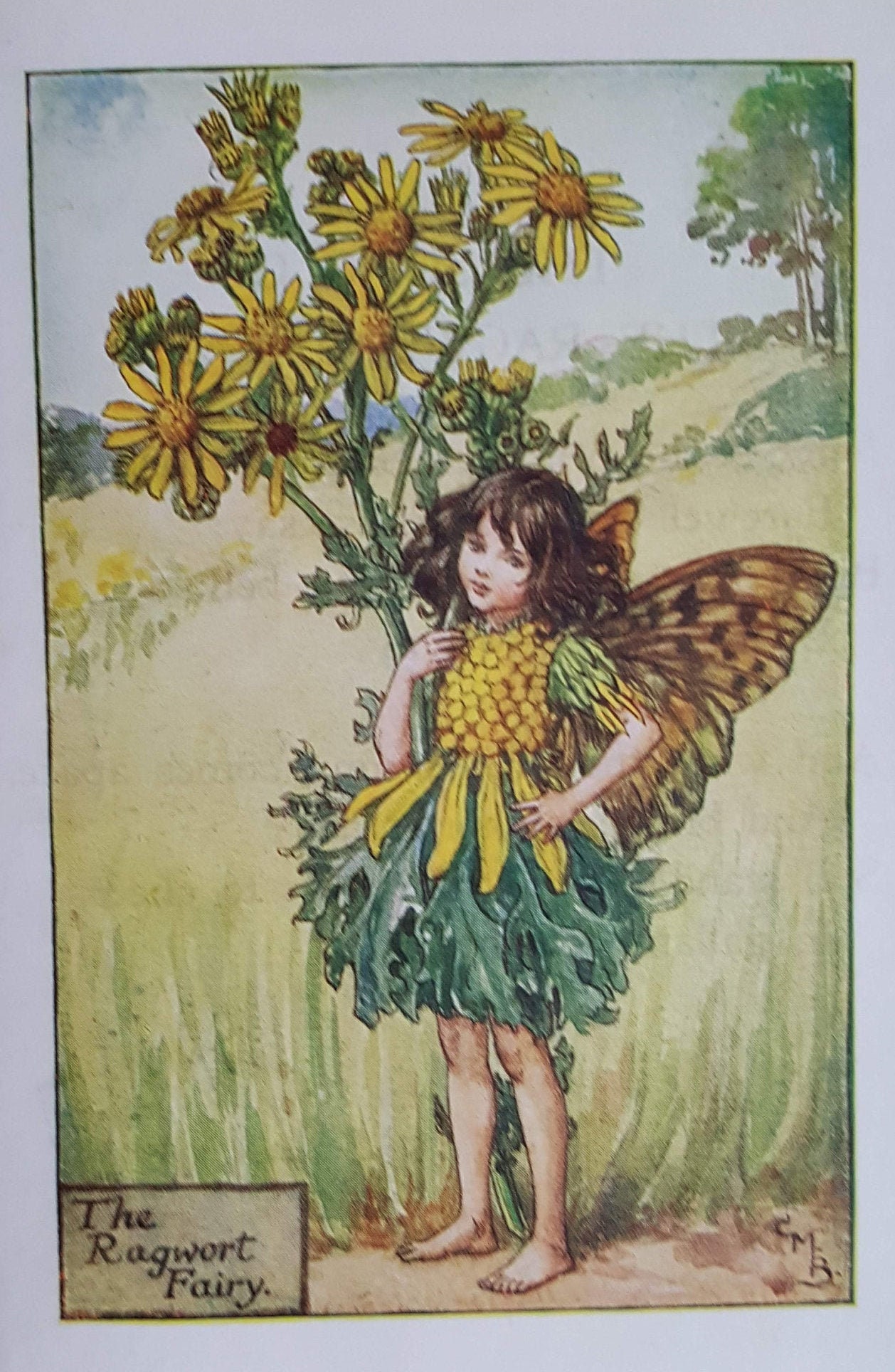 Ragwort Flower Fairy Vintage Print Cicely Mary Barker Flower