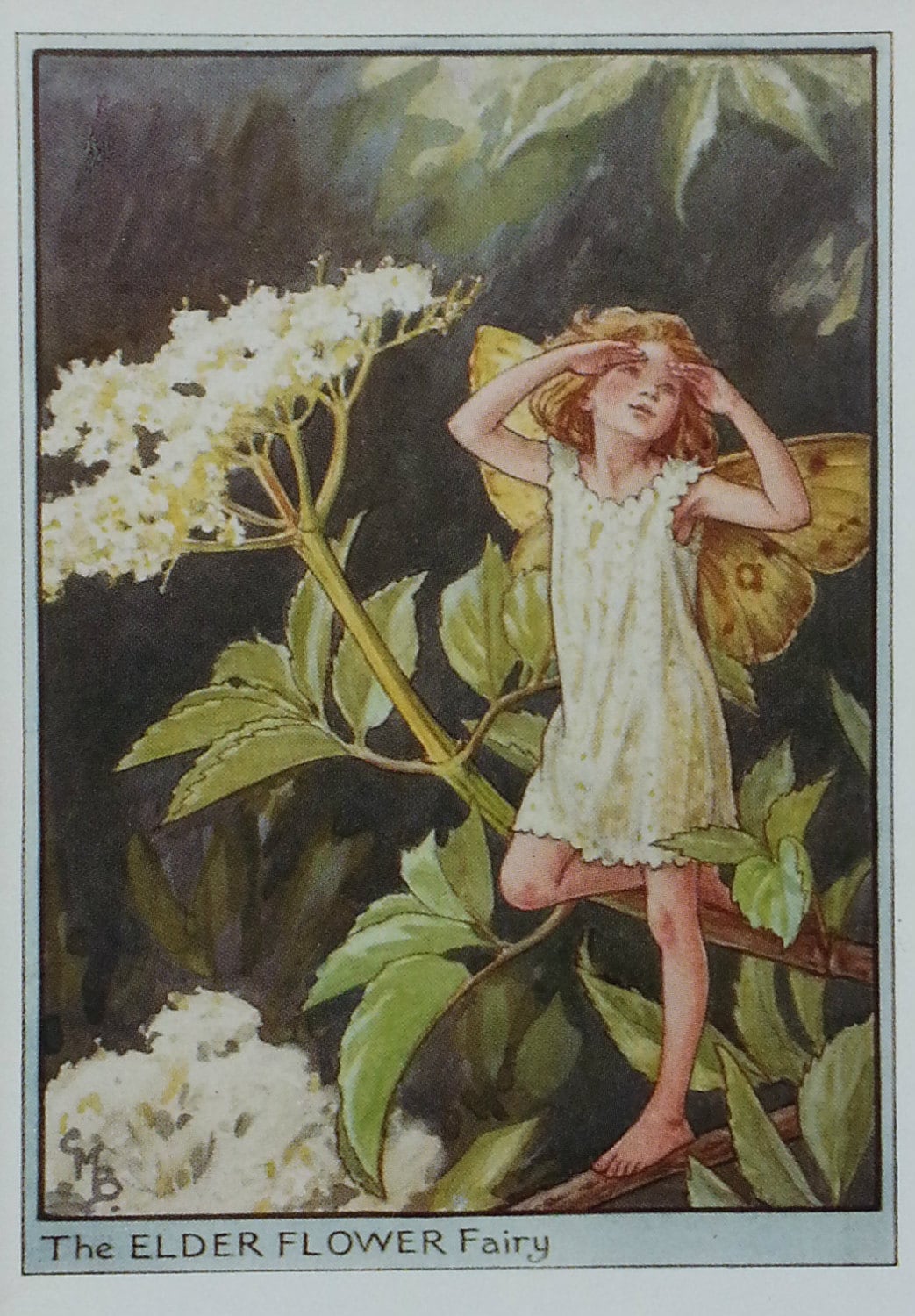 Flower Fairy the Elder Flower Tree CICELY MARY BARKER 1930s Flower