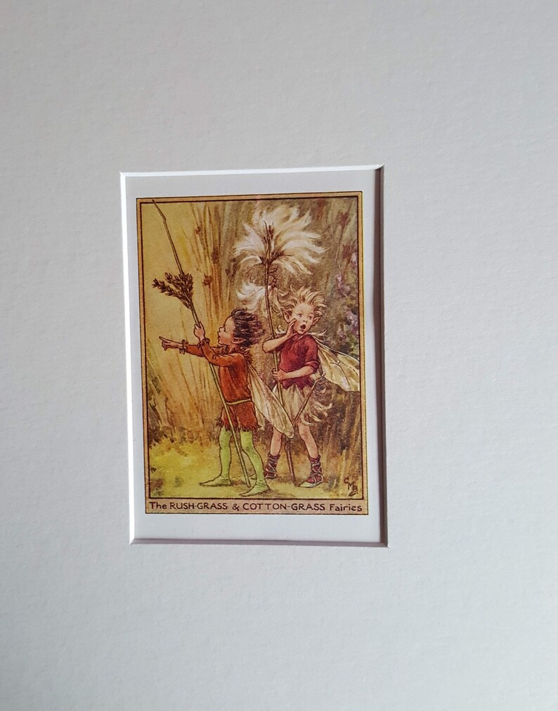 May include: Two fairies, one with a red shirt and the other with a green shirt, stand in a field of tall grass. The text "The RUSH-GRASS & COTTON-GRASS Fairies" is at the bottom of the image.