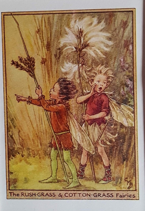 The Cotton Grass Flower Fairy Vintage Print  CICELY MARY BARKER Flower Fairies Nostalgic Original Print Mounted Ready to Frame.