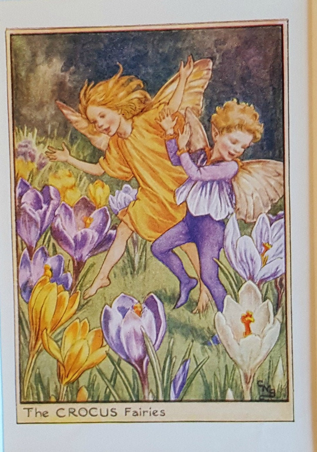Flower Fairy Mounted Vintage Print Crocus Garden Fairy Cicely Mary