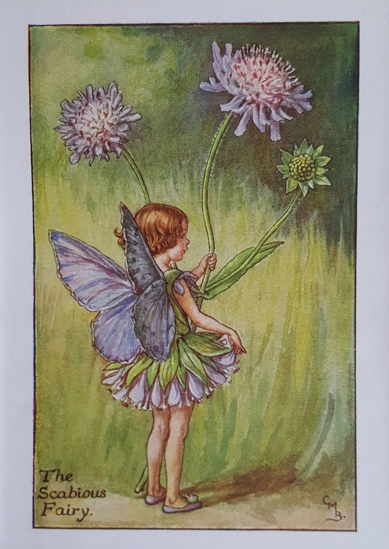 Scabious Flower Fairy Vintage Print Cicely Mary Barker Flower image 1