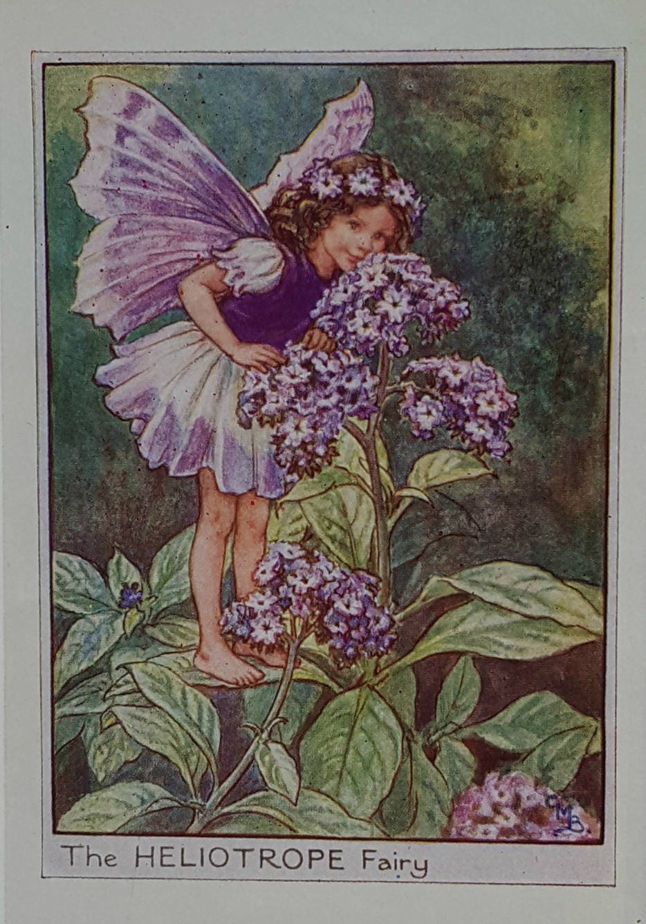 Flower Fairy Heliotrope Vintage Print Cicely Mary Barker Flower