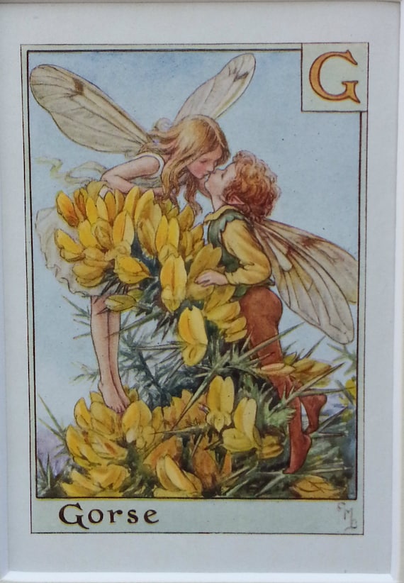 Flower Fairies Mounted G Gorse Alphabet Flower Fairy the Kiss