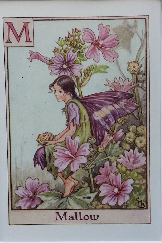 Flower Fairies Mounted M Mallow Alphabet Flower Fairy CICELY MARY