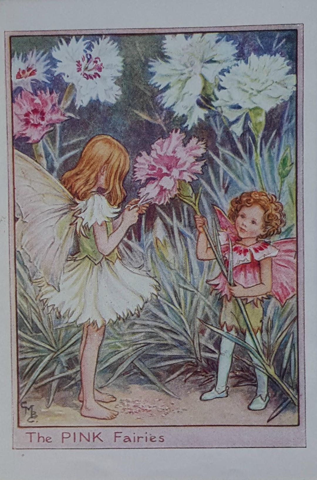 Flower Fairy Pink Carnation Vintage Print Garden Fairy Cicely Mary