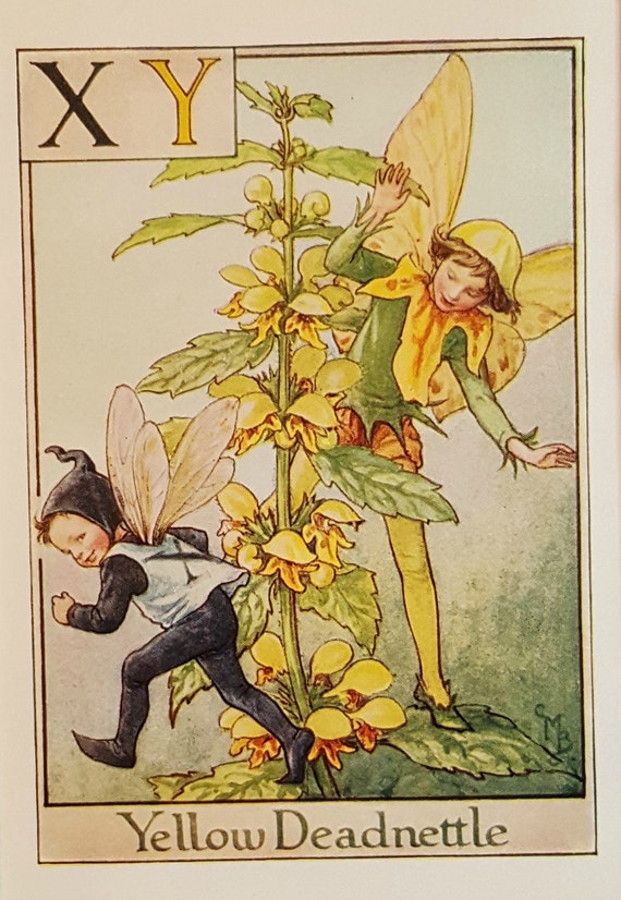 Flower Fairies Mounted F Fuchsia Alphabet Flower Fairy