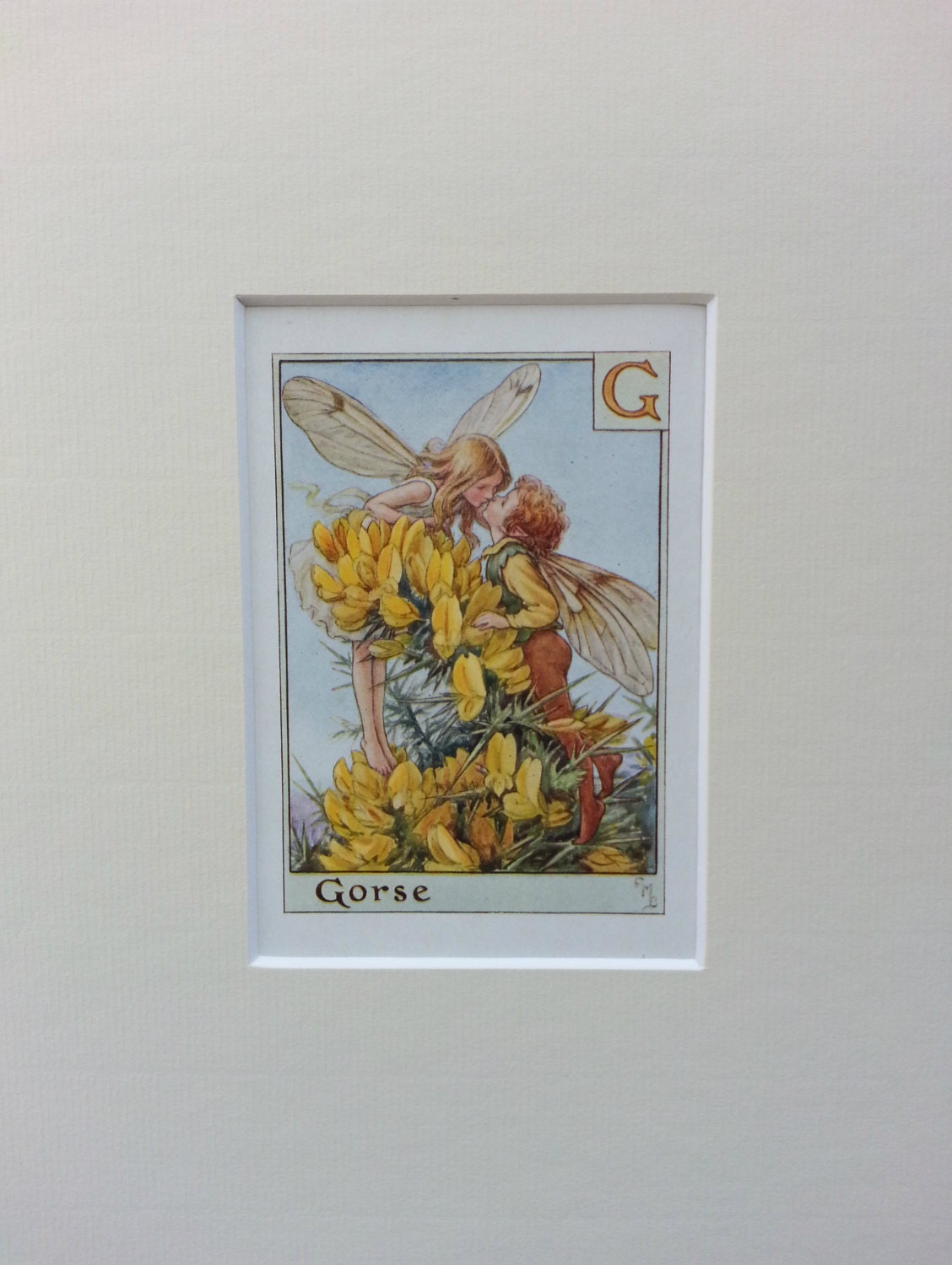 Flower Fairies Mounted G Gorse Alphabet Flower Fairy the Kiss