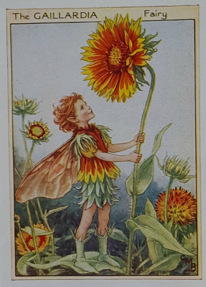Flower Fairy Mounted Vintage Print Gaillardia Fairy Cicely image 1