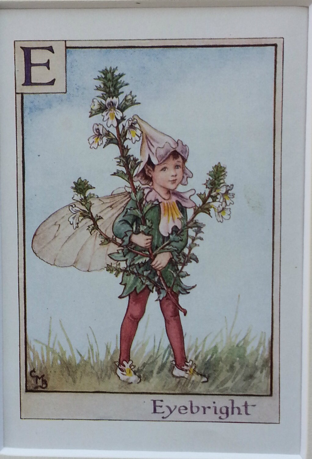 Flower fairies Alphabetの妖精 Flower Fairy Alphabet: Cicely Mary Barker: 9780723237594