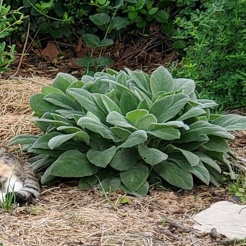 Big Ears Lamb's Ear Perennial Stachys Byzantina Live Etsy