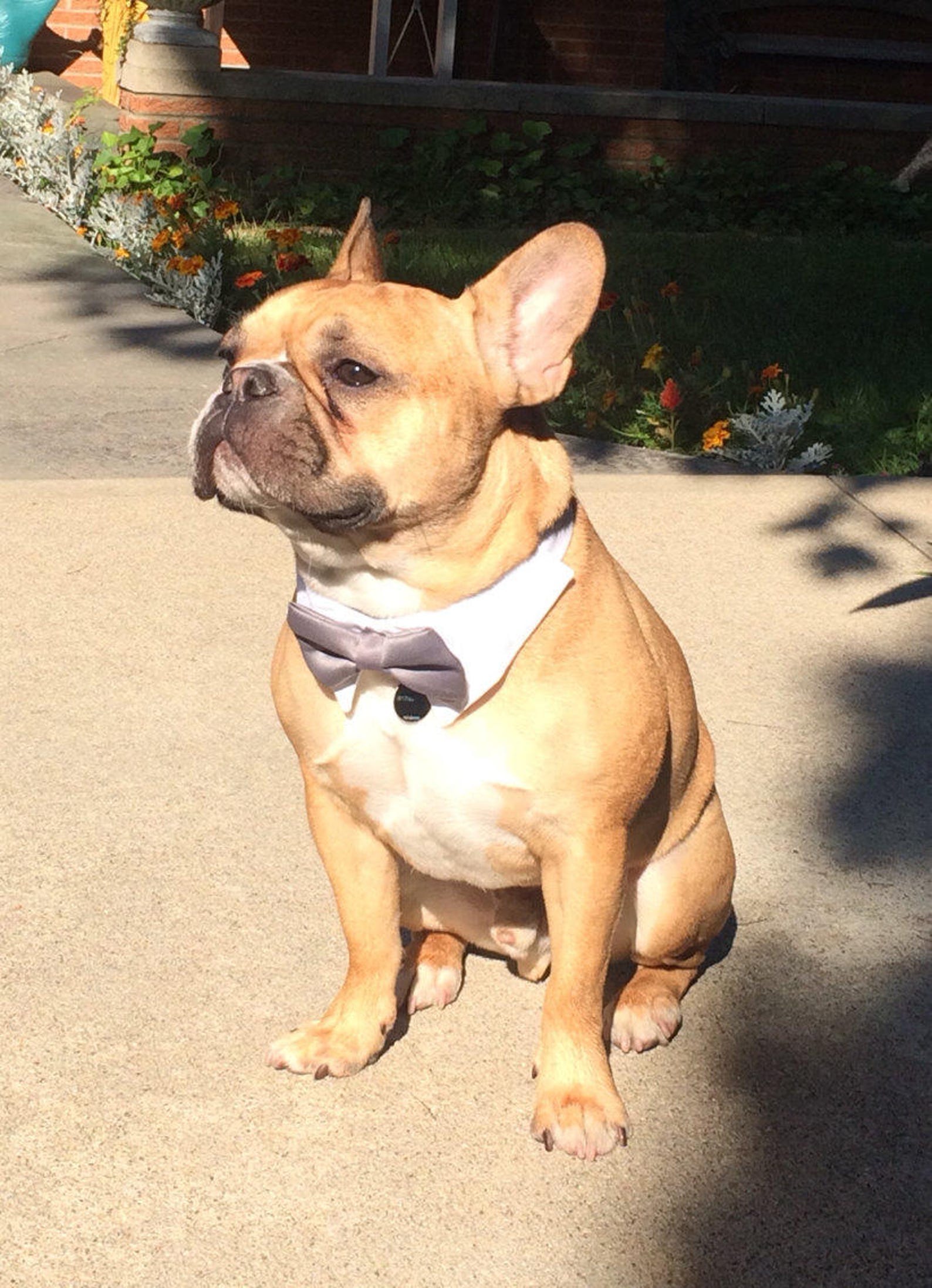 burgundy dog bow tie