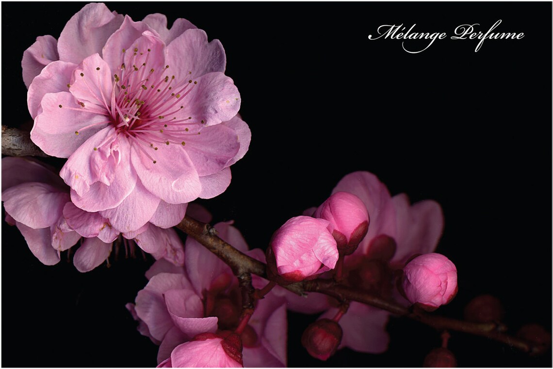 Melange Japanese Tea Rose & Sakura Blossom Roll on Perfume / Etsy