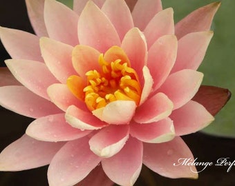 Jasmine, Plum Blossom, Lotus Flower - Blend No. 20 Roll On Perfume: Alcohol Free, Vegan, Cruelty Free.