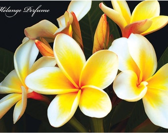 Frangipani Gardenia Roll-On-Parfüm: Tropisch-Blumenmischung Nr. 12