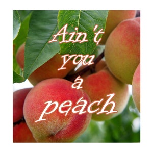 May include: Close-up of ripe peaches on a branch with green leaves. The peaches are a mix of red and yellow, with a fuzzy texture. Text in white script reads "Ain't you a peach."