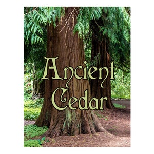 May include: A close-up of the base of three large cedar trees in a forest setting. The trees are very tall and have a rough, brown bark. The text "Ancient Cedar" is superimposed on the image.