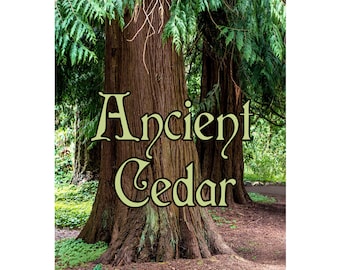 Ancient Cedar Perfume Oil Red Atlas and White Cedarwood Cedarleaf Juniper Berry Balsam Resin Forest Woodland Scent Diffuser Oil .25 oz