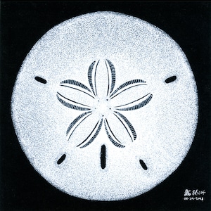 White Sand Dollar - Pointillism Drawing (Original)