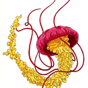 Curly Tentacle Jellyfish - Drawing (Original)