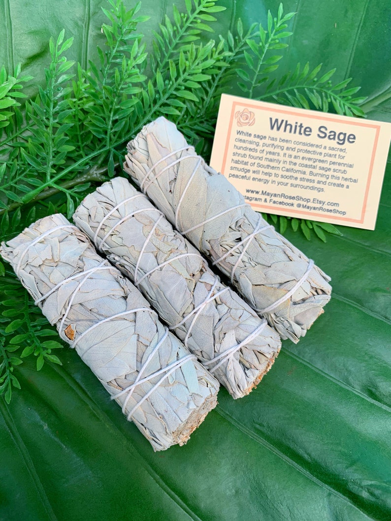 May include: Three white sage smudge sticks tied with white string, on a green leafy background. The sticks are bundled together and ready to be used for cleansing and purifying rituals. White Sage has been considered a sacred, cleansing, purifying and protective plant for hundreds of years. It is an evergreen perennial shrub found mainly in the coastal sage scrub habitat of Southern California. Burning this herbal smudge will help to soothe stress and create a peaceful energy in your surroundings. www.MayanRoseShop.Etsy.com Instagram & Facebook @MayanRoseShop