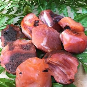 May include: A collection of carnelian crystal roughs in various shades of orange and red. The crystals have a natural, rough texture and are surrounded by green foliage.