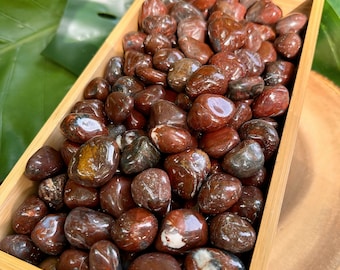 Wholesale Petrified Wood Tumbled Crystals, Bulk Lot of Polished Petrified Wood, Natural Petrified Wood Gemstones. 4oz, 8oz, 1lb, 2lbs