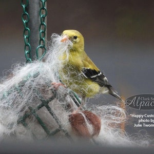 May include: A yellow and black bird with a white fluffy nest material around it. The bird is perched on a green metal feeder.