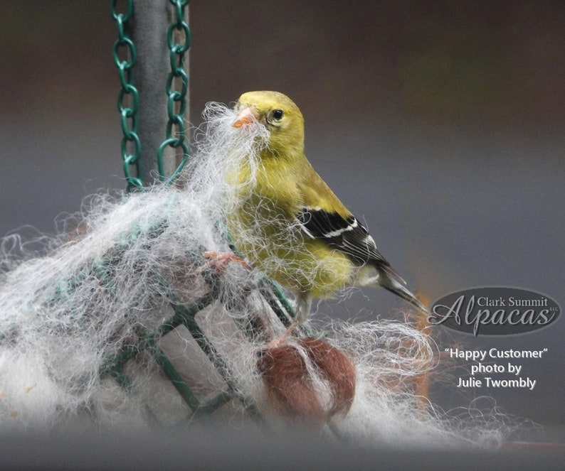 Unique Bird Lover Watcher Gift, Alpaca Wool Nesting Materials in Suet Cage Feeder, Grapevine Ball Alternative, Eco Friendly Garden Ornament image 8