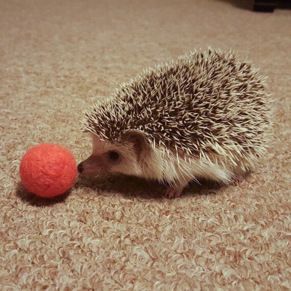 Hedgehog Toy Felted Balls Cat Toy Natural Alpaca Wool Bell - Etsy