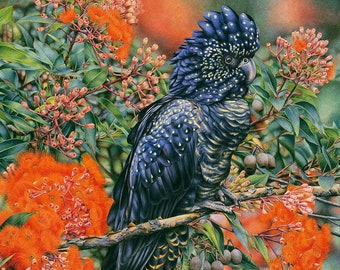 Black Cockatoo and Flowering Gum