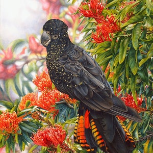 Red Tailed Black Cockatoo and Tree Waratah